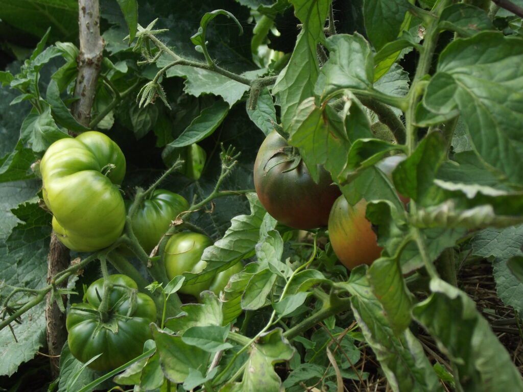 Photo tomates noire de crimée sur notre jardin