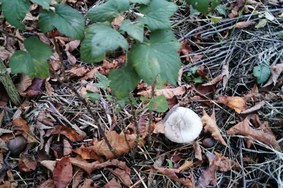 Photo d'un cassis mycorhizé avec fructification de champignon année n+1 sur notre jardin